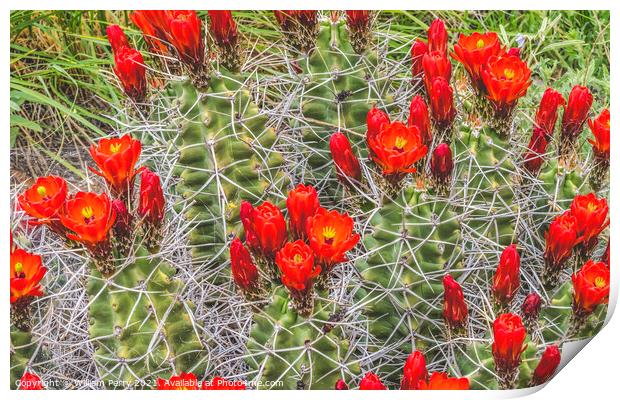 Red Orange Flowers Claret Cup Cactus  Print by William Perry