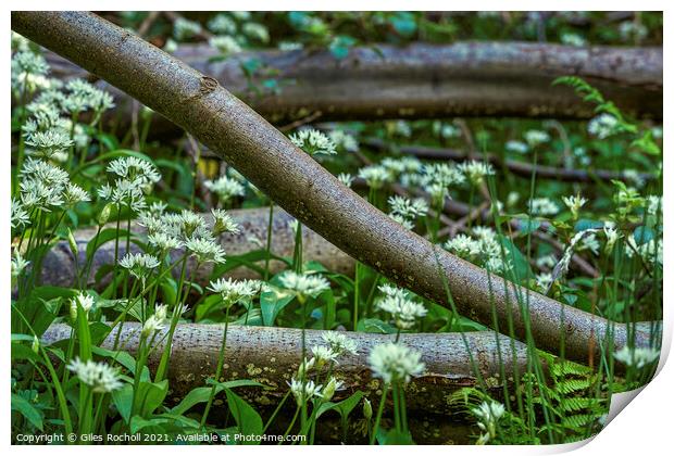 Wild Garlic Yorkshire Print by Giles Rocholl