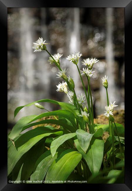 Wild Garlic Yorkshire Framed Print by Giles Rocholl