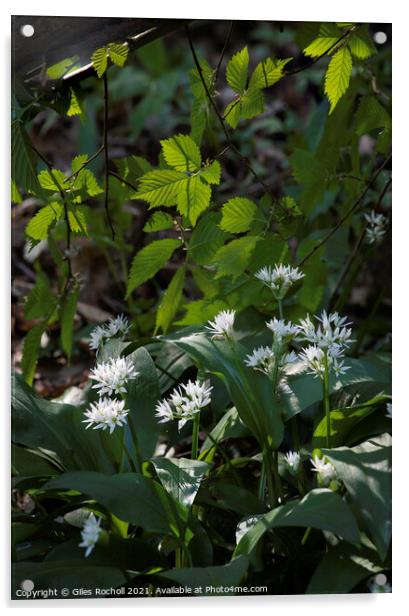 Wild Garlic Yorkshire Acrylic by Giles Rocholl