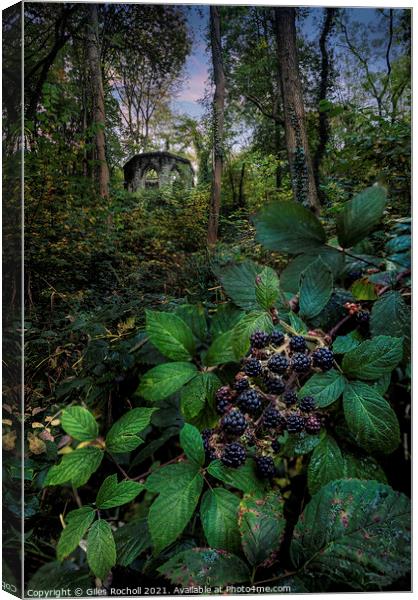 Blackberries Hackfall Masham Yorkshire Canvas Print by Giles Rocholl