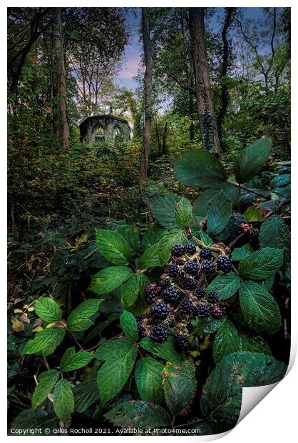 Blackberries Hackfall Masham Yorkshire Print by Giles Rocholl