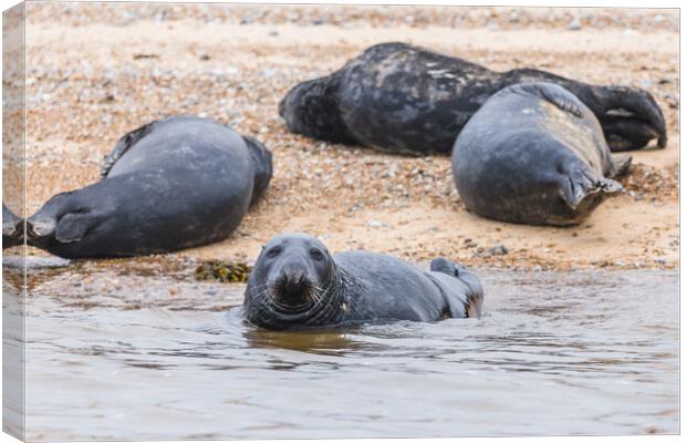 Grey Seal with its family Canvas Print by Jason Wells
