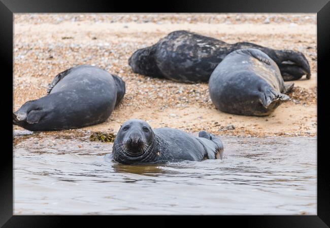 Grey Seal with its family Framed Print by Jason Wells