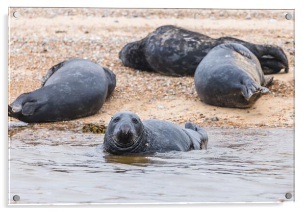 Grey Seal with its family Acrylic by Jason Wells