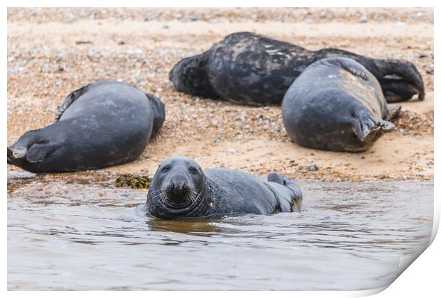 Grey Seal with its family Print by Jason Wells