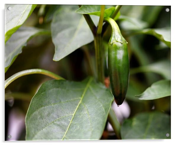 Organic garden green Jalapeno hot pepper hanging on vine  Acrylic by Thomas Baker
