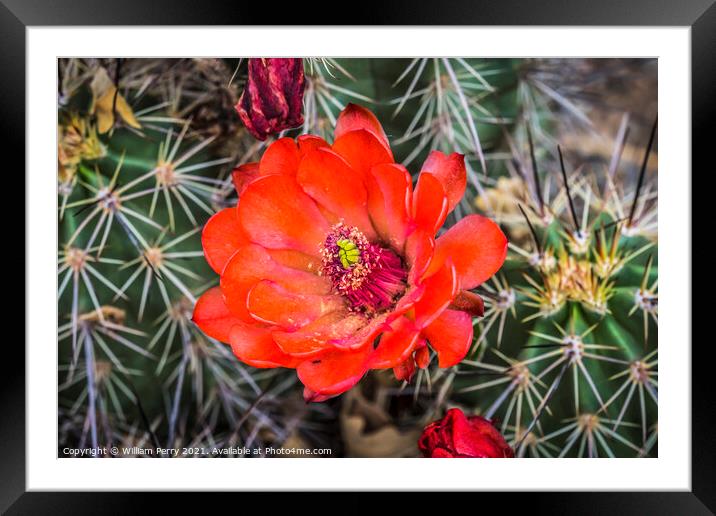 Red Orange Flowers Claret Cup Cactus  Framed Mounted Print by William Perry