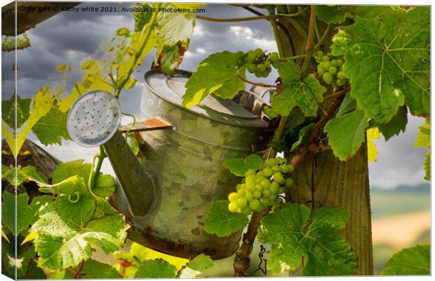 watering the grapes Canvas Print by kathy white