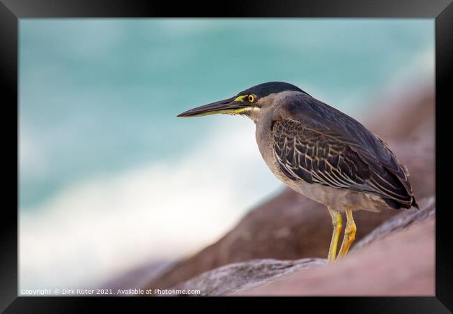 Striated Heron (Butorides striata) Framed Print by Dirk Rüter