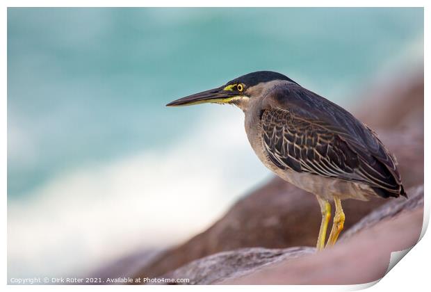 Striated Heron (Butorides striata) Print by Dirk Rüter