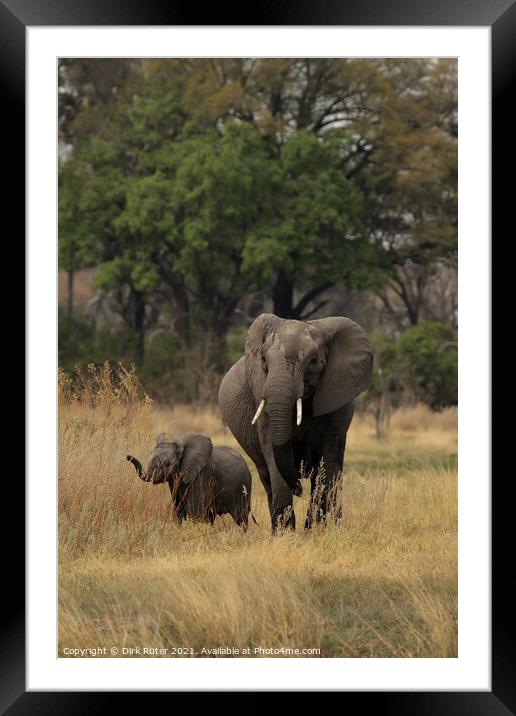 Elephants in the Okavango Delta Framed Mounted Print by Dirk Rüter