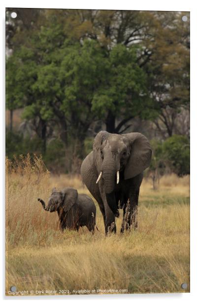 Elephants in the Okavango Delta Acrylic by Dirk Rüter