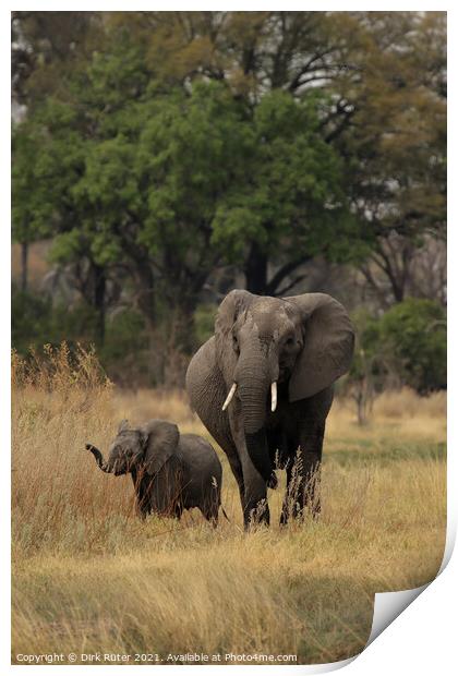 Elephants in the Okavango Delta Print by Dirk Rüter