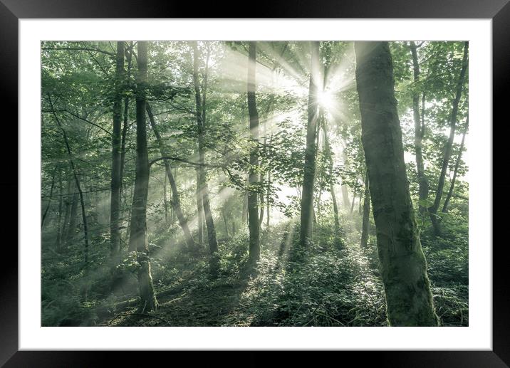 Morning sunlight in an English woodland Framed Mounted Print by Andrew Kearton