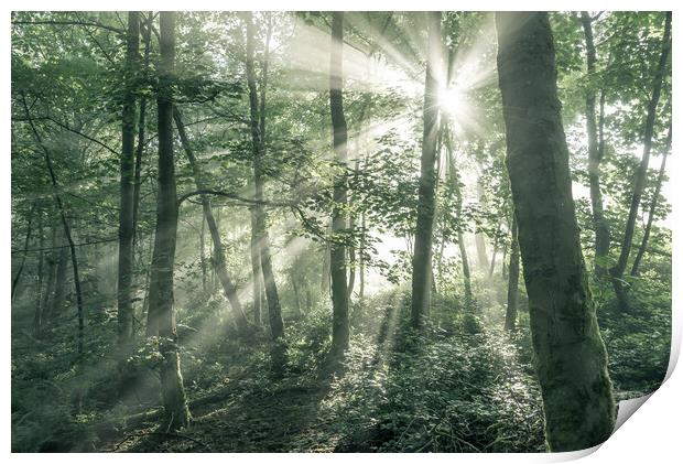 Morning sunlight in an English woodland Print by Andrew Kearton