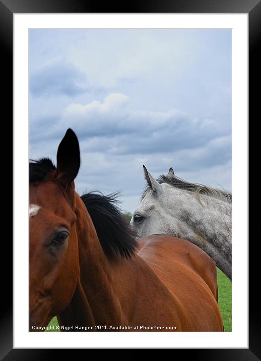 Horses Heads Framed Mounted Print by Nigel Bangert