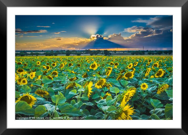 Sunflower sunset Framed Mounted Print by Bill Allsopp