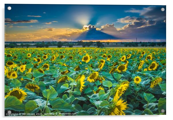 Sunflower sunset Acrylic by Bill Allsopp
