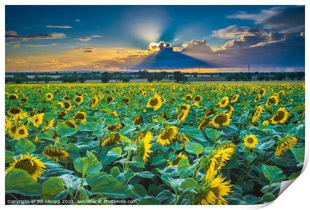 Sunflower sunset Print by Bill Allsopp