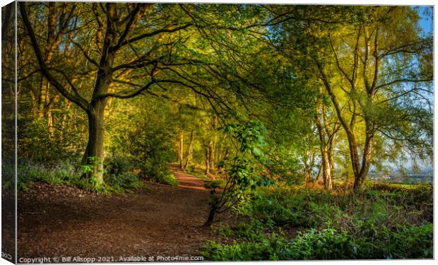 A path in The Outwoods  Canvas Print by Bill Allsopp
