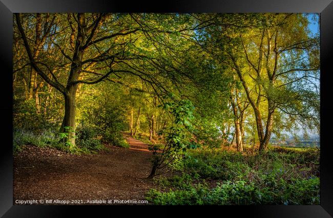 A path in The Outwoods  Framed Print by Bill Allsopp