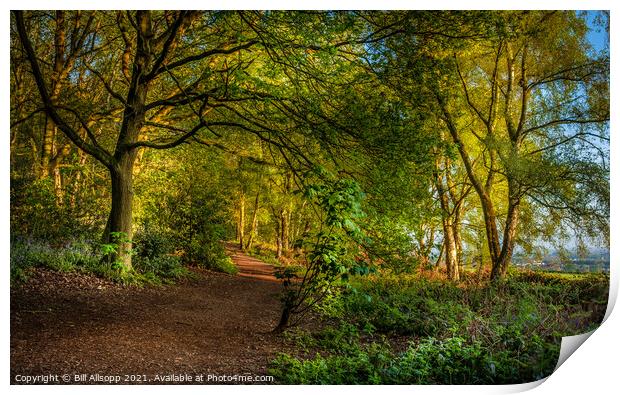 A path in The Outwoods  Print by Bill Allsopp