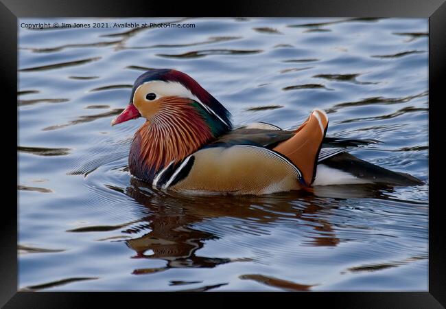 Mandarin duck on the River Wansbeck Framed Print by Jim Jones