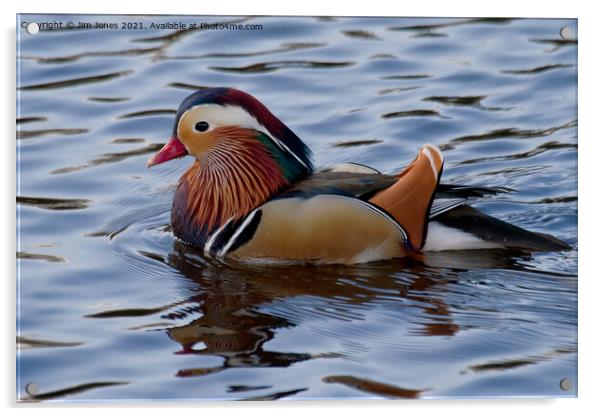 Mandarin duck on the River Wansbeck Acrylic by Jim Jones