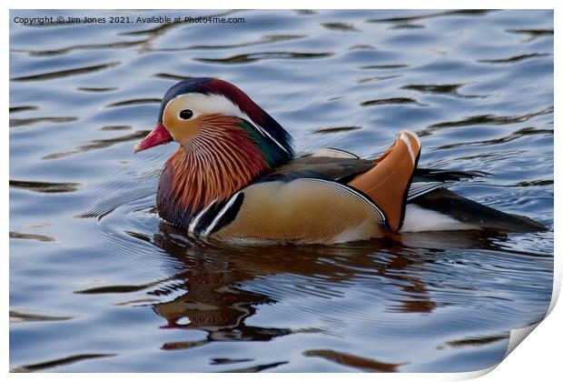 Mandarin duck on the River Wansbeck Print by Jim Jones