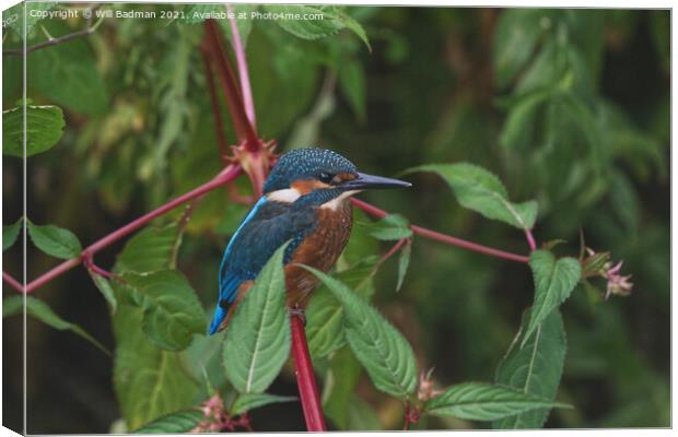 Kingfisher Canvas Print by Will Badman