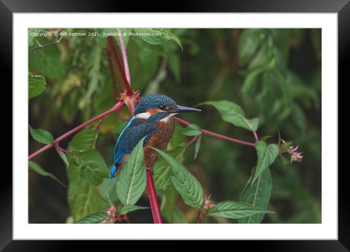 Kingfisher Framed Mounted Print by Will Badman