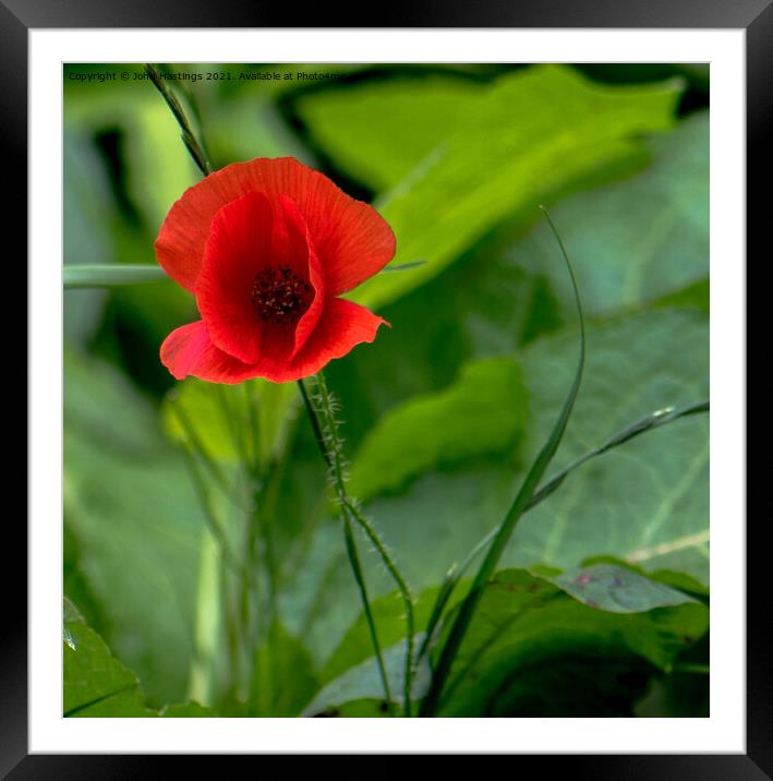 Vibrant Remembrance Framed Mounted Print by John Hastings