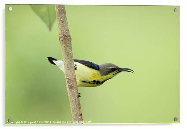 Purple Sunbird Acrylic by Bhagwat Tavri