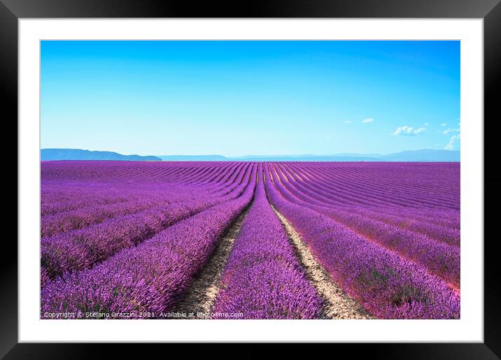 Lavender flower fields. Valensole, Provence Framed Mounted Print by Stefano Orazzini