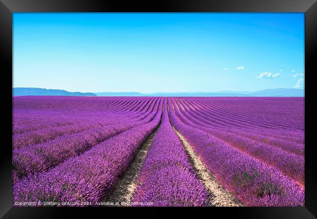Lavender flower fields. Valensole, Provence Framed Print by Stefano Orazzini