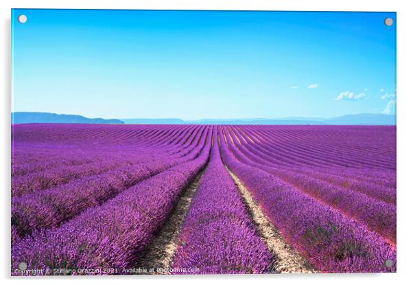 Lavender flower fields. Valensole, Provence Acrylic by Stefano Orazzini