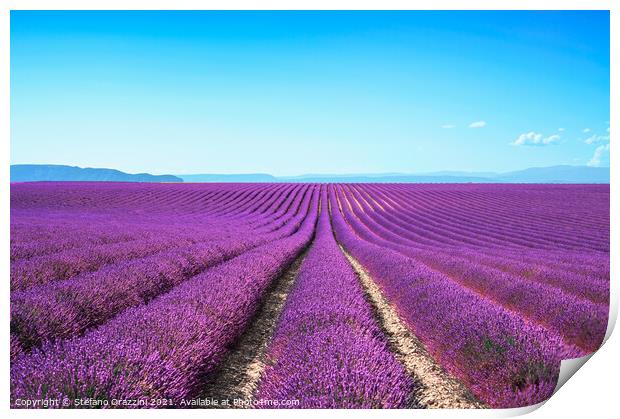 Lavender flower fields. Valensole, Provence Print by Stefano Orazzini