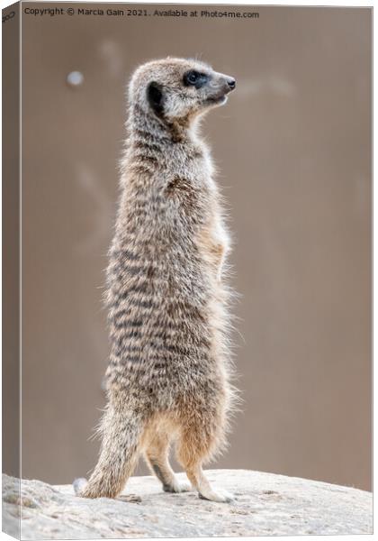 Meerkat Lookout Canvas Print by Marcia Reay