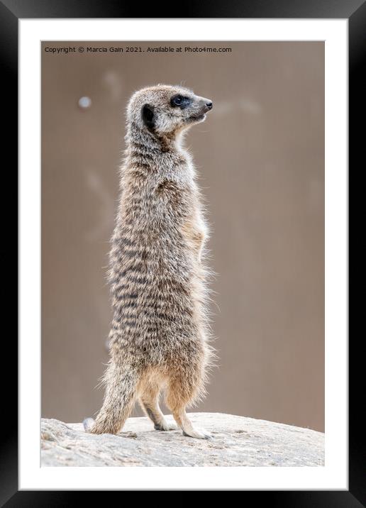 Meerkat Lookout Framed Mounted Print by Marcia Reay