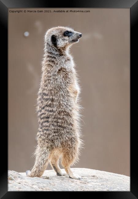 Meerkat Lookout Framed Print by Marcia Reay