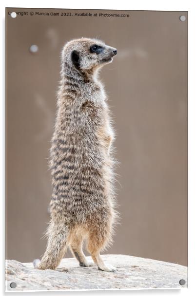 Meerkat Lookout Acrylic by Marcia Reay