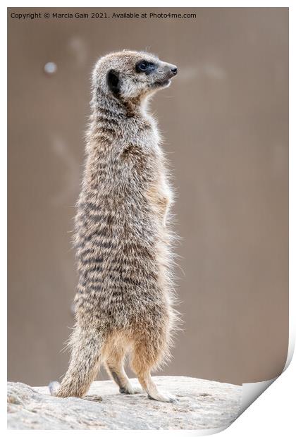 Meerkat Lookout Print by Marcia Reay