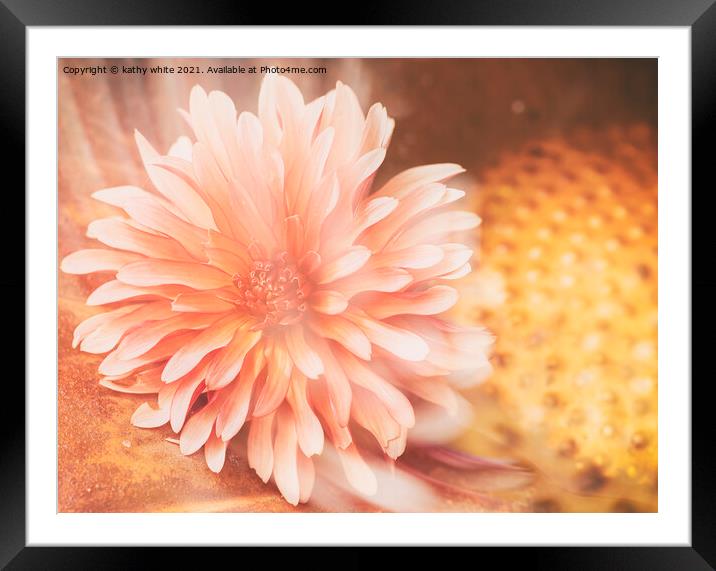 Dahlia flower  Framed Mounted Print by kathy white