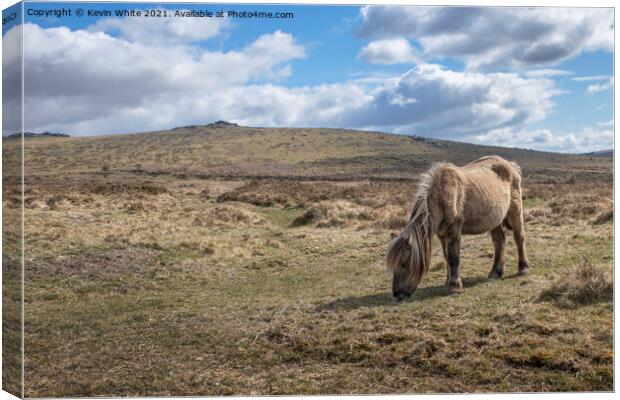 Dartmoor pony Canvas Print by Kevin White