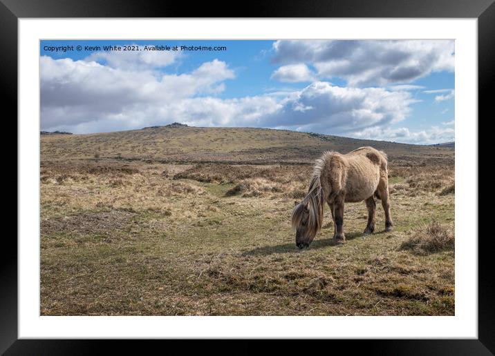 Dartmoor pony Framed Mounted Print by Kevin White
