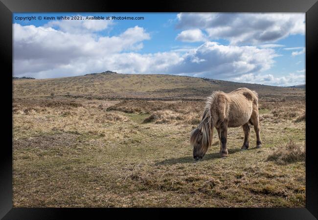 Dartmoor pony Framed Print by Kevin White