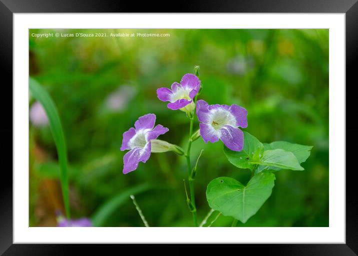Wild flowers Framed Mounted Print by Lucas D'Souza