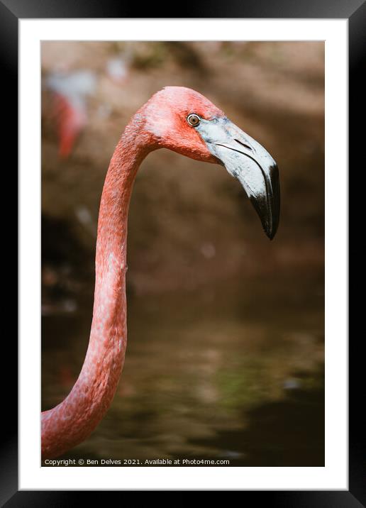 Graceful Caribbean Flamingo Framed Mounted Print by Ben Delves