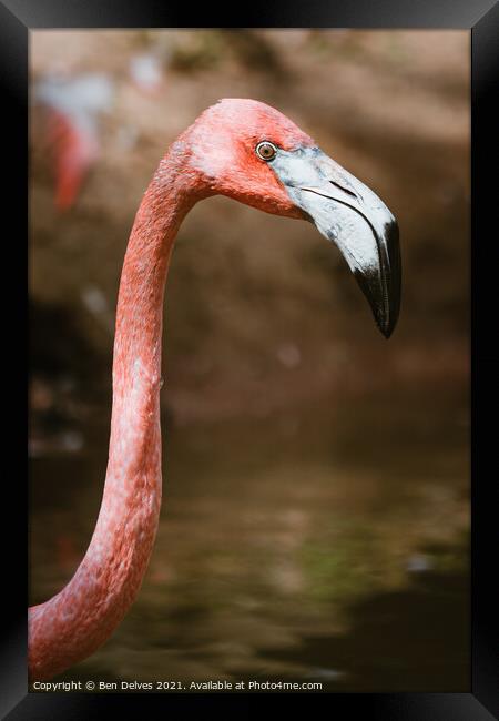 Graceful Caribbean Flamingo Framed Print by Ben Delves